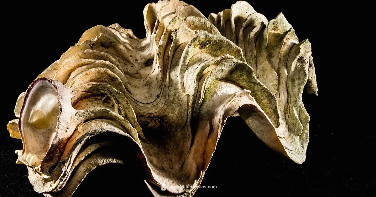 Limescale-Free Humidifier - HumidifierBasics