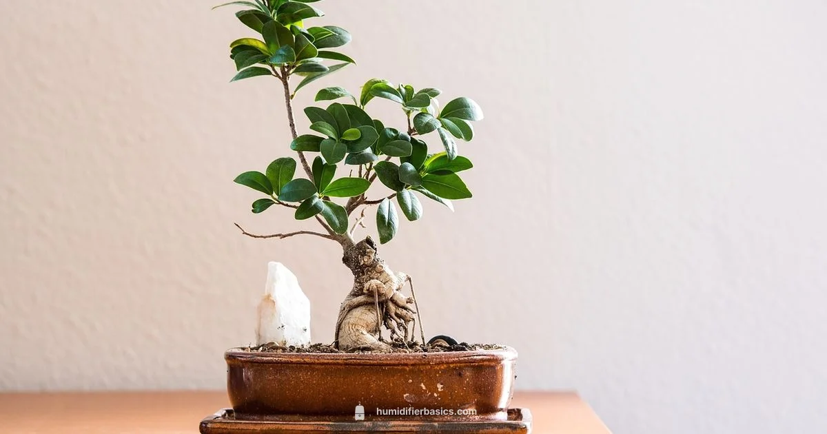 Plant Humidity Guide - HumidifierBasics