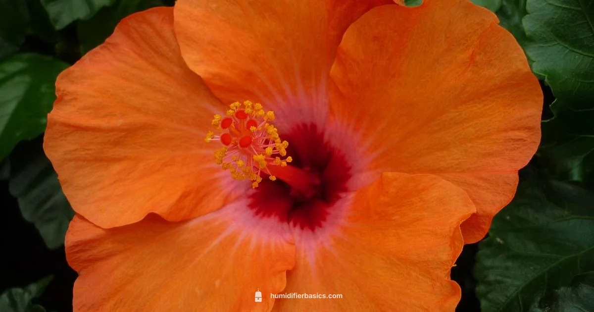 Plant Humidifier Guide - HumidifierBasics