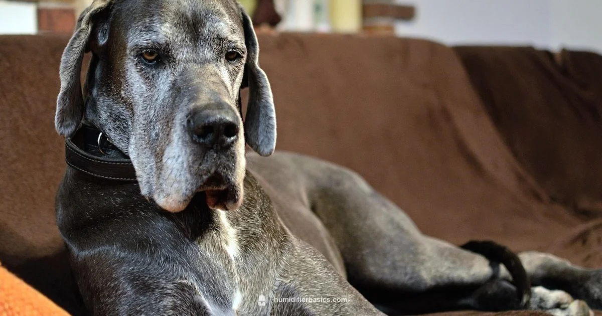 Vicks Humidifier Safety - HumidifierBasics