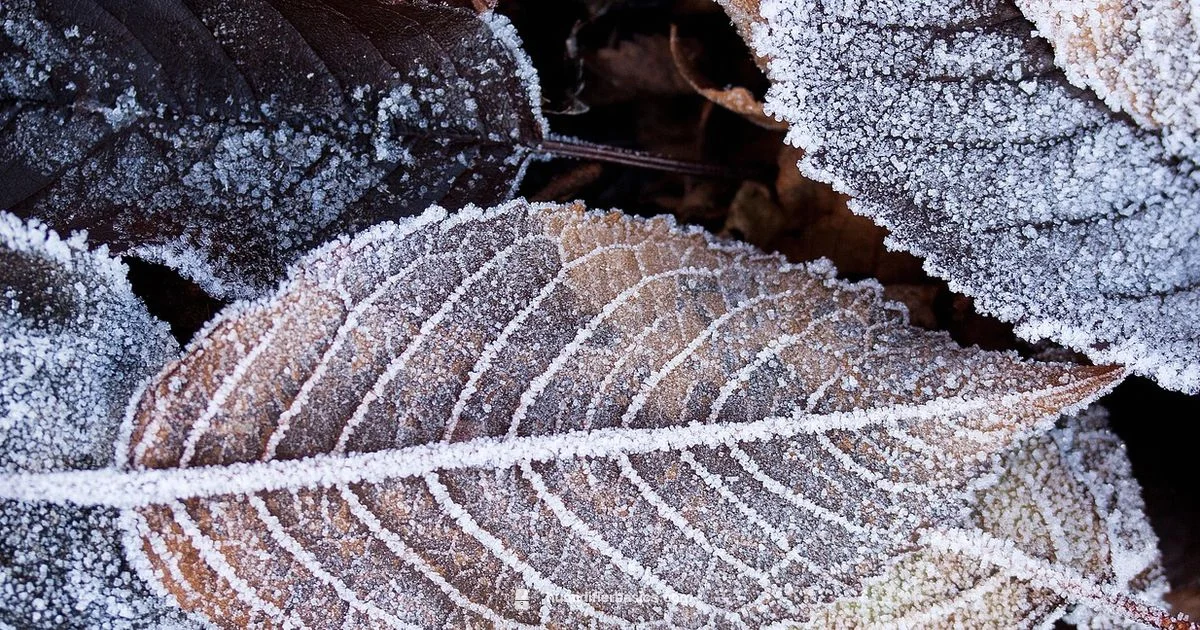 Winter Humidity Guide - HumidifierBasics