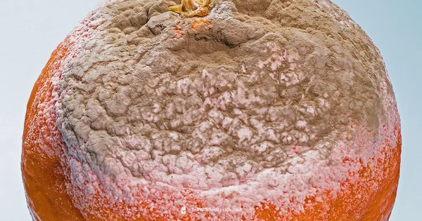 Mold Safe Use - HumidifierBasics