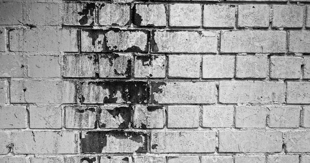 Humidifier Mold Risk - HumidifierBasics