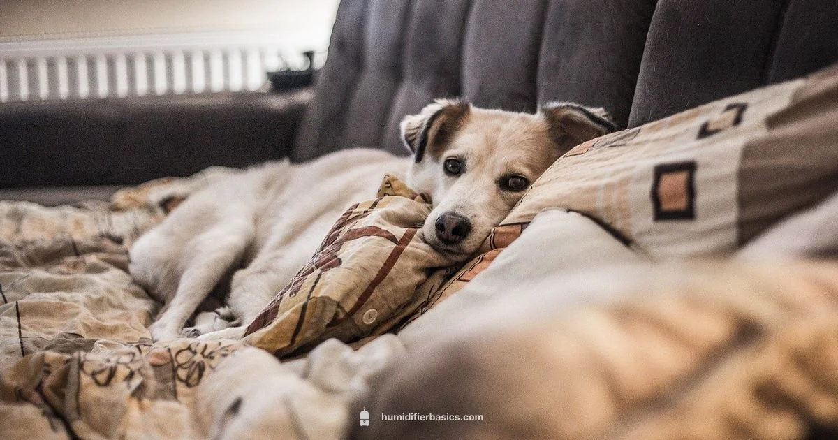 Kennel Cough Humidity Guide - HumidifierBasics