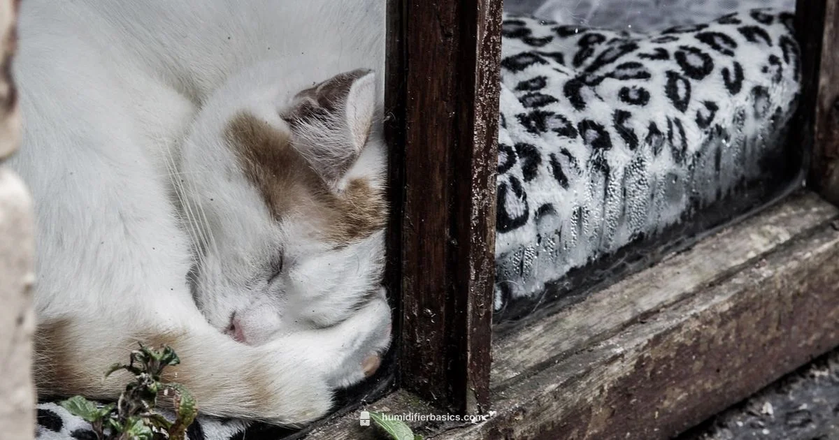 Misting vs Humidifier - HumidifierBasics