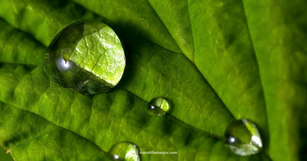 Humidifier Oxygen Myth - HumidifierBasics