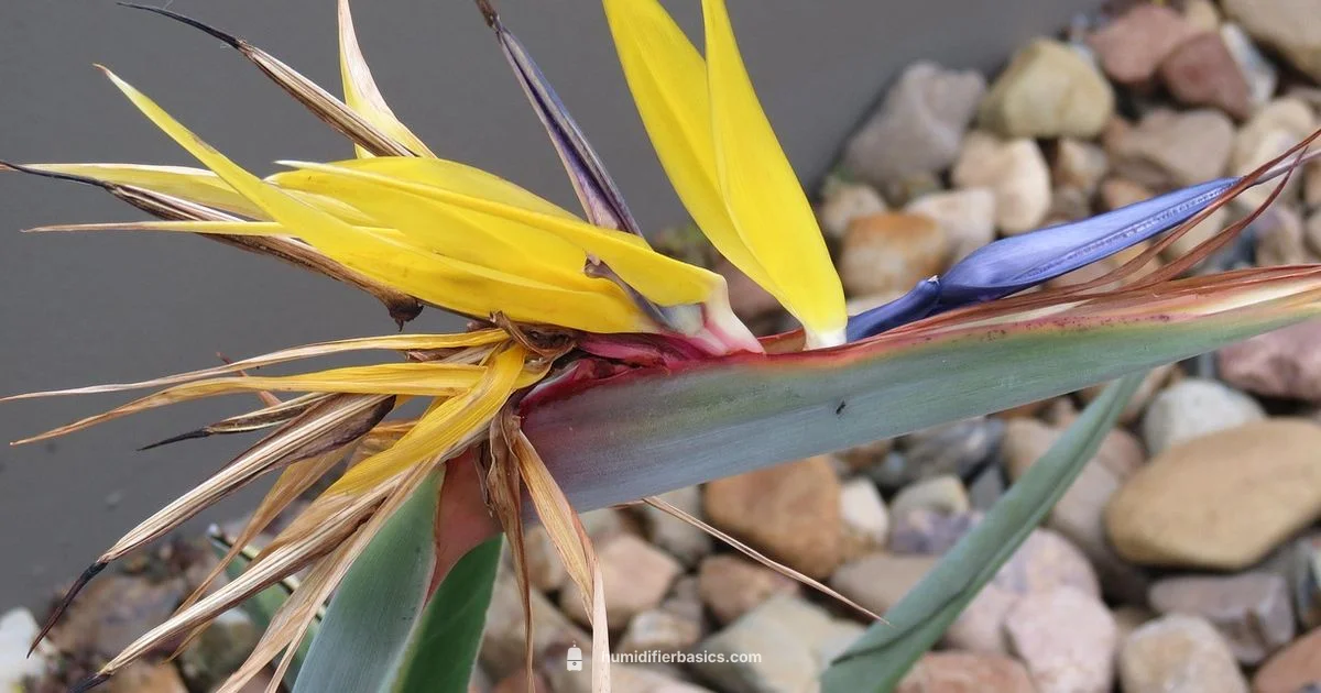 Healthy Humidity Setup - HumidifierBasics