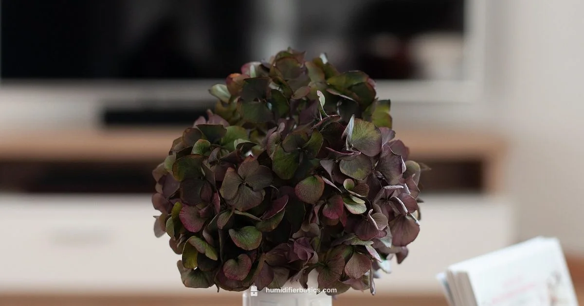 Humidifier Guide - HumidifierBasics