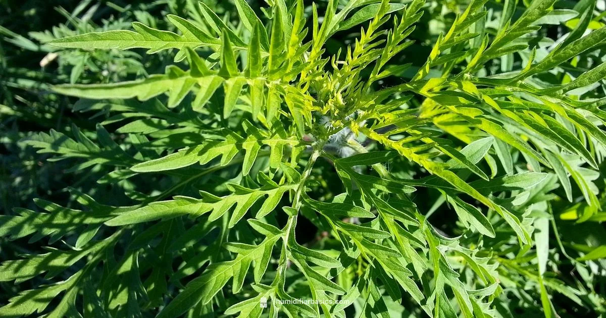 Allergy Relief Humidity - HumidifierBasics