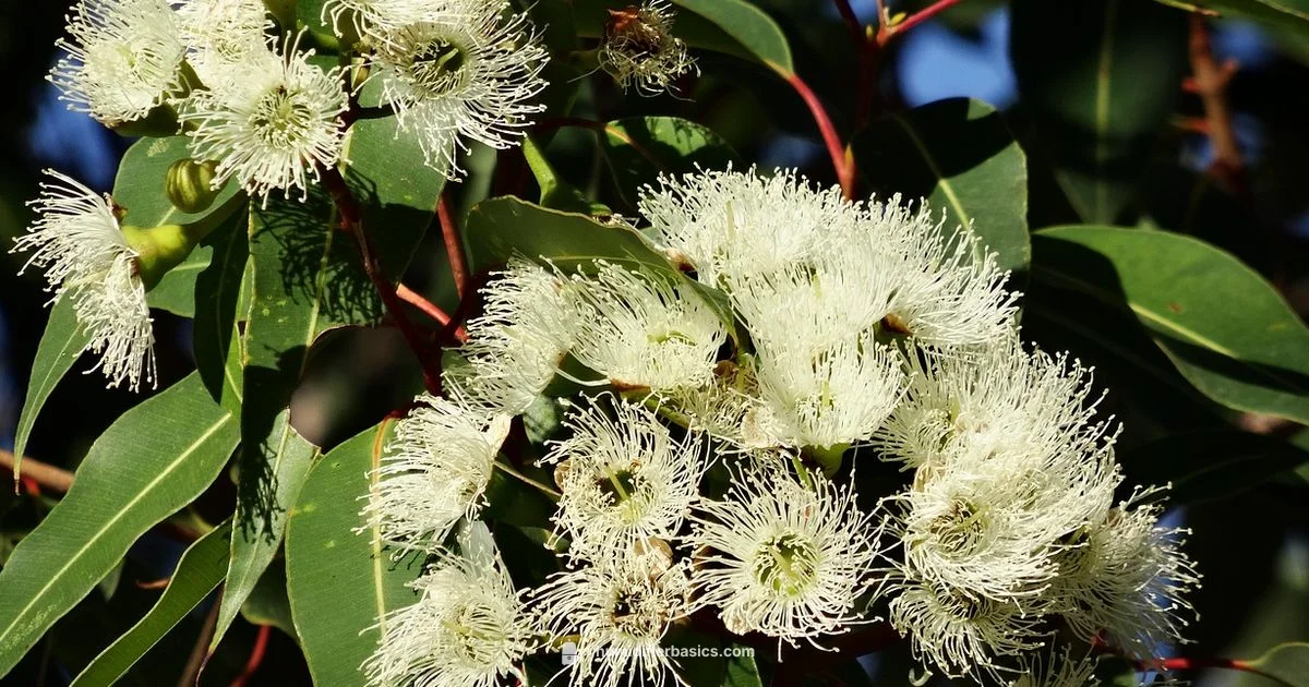 Eucalyptus and Dogs - HumidifierBasics