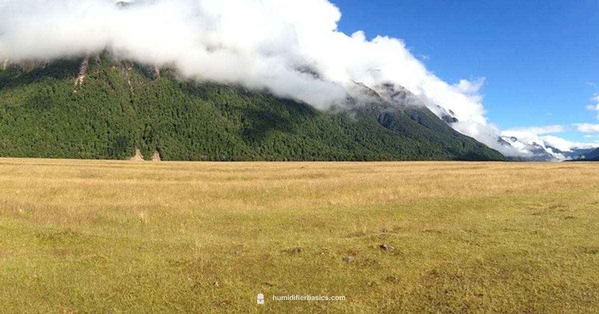 Red Light Guide - HumidifierBasics