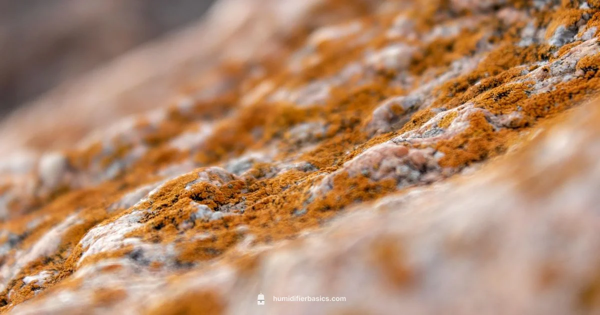 Pink Mold Troubleshooting - HumidifierBasics