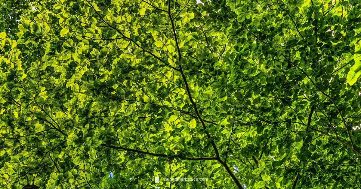 Canopy Humidifier Care - HumidifierBasics