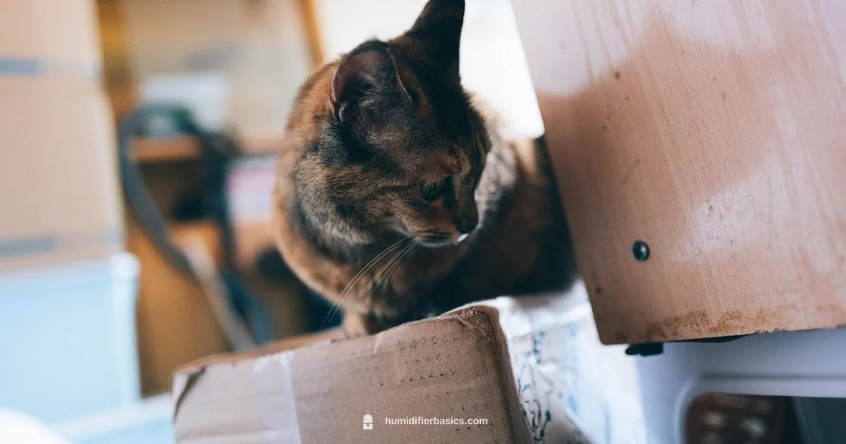 Cat-Safe Humidity - HumidifierBasics