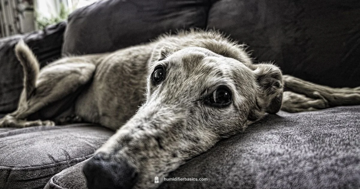 Dog-Safe Humidifier - HumidifierBasics
