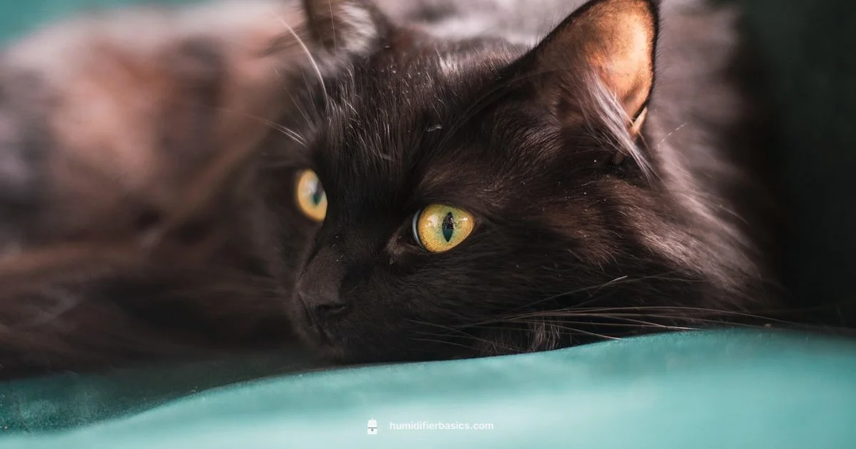 Cats & Humidity - HumidifierBasics