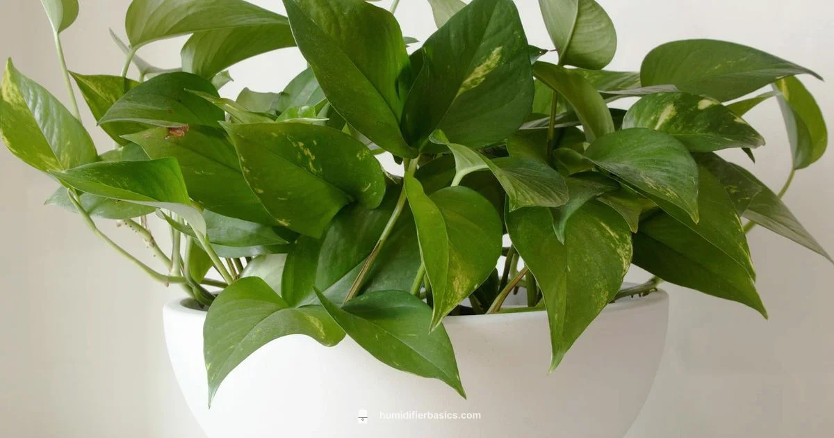 Humidity for pothos - HumidifierBasics