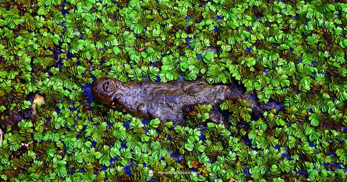 Humidifier for Plants - HumidifierBasics