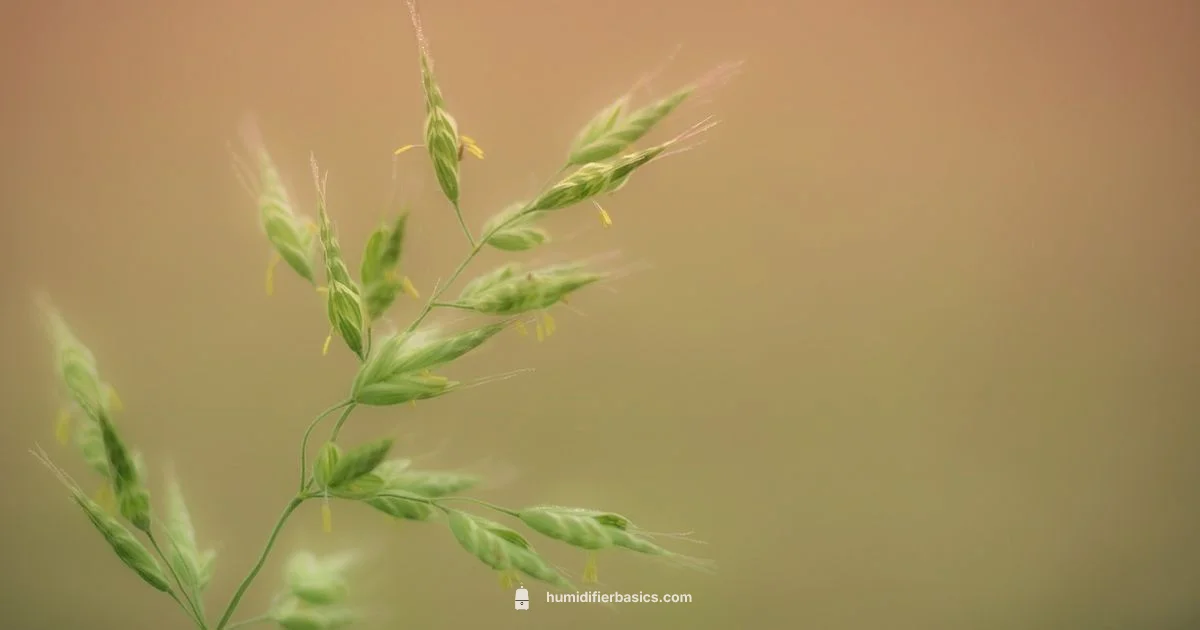 Allergy Relief Humidifier - HumidifierBasics