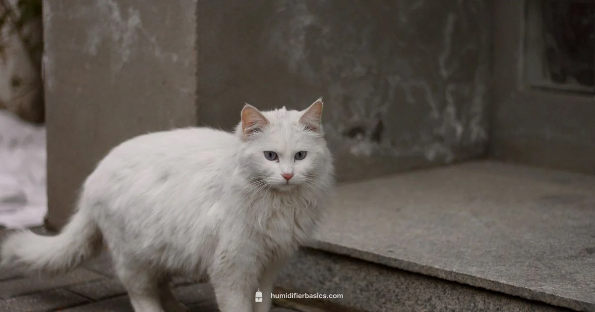 Cat Cold Humidifier - HumidifierBasics