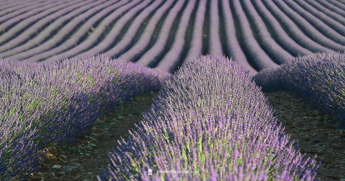 Fresh Humidifier Air - HumidifierBasics