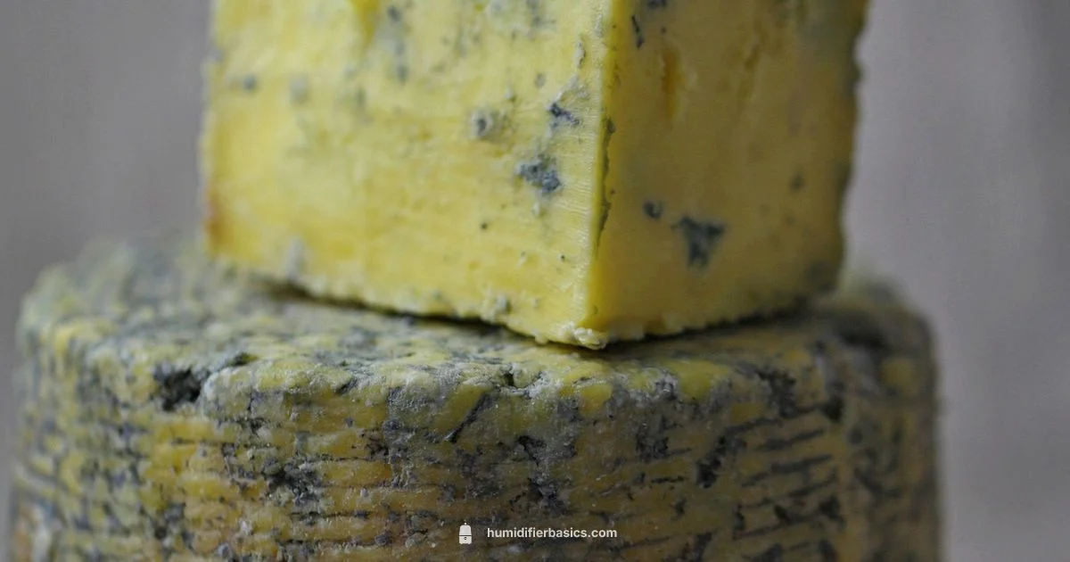 Mold-Safe Humidifier - HumidifierBasics