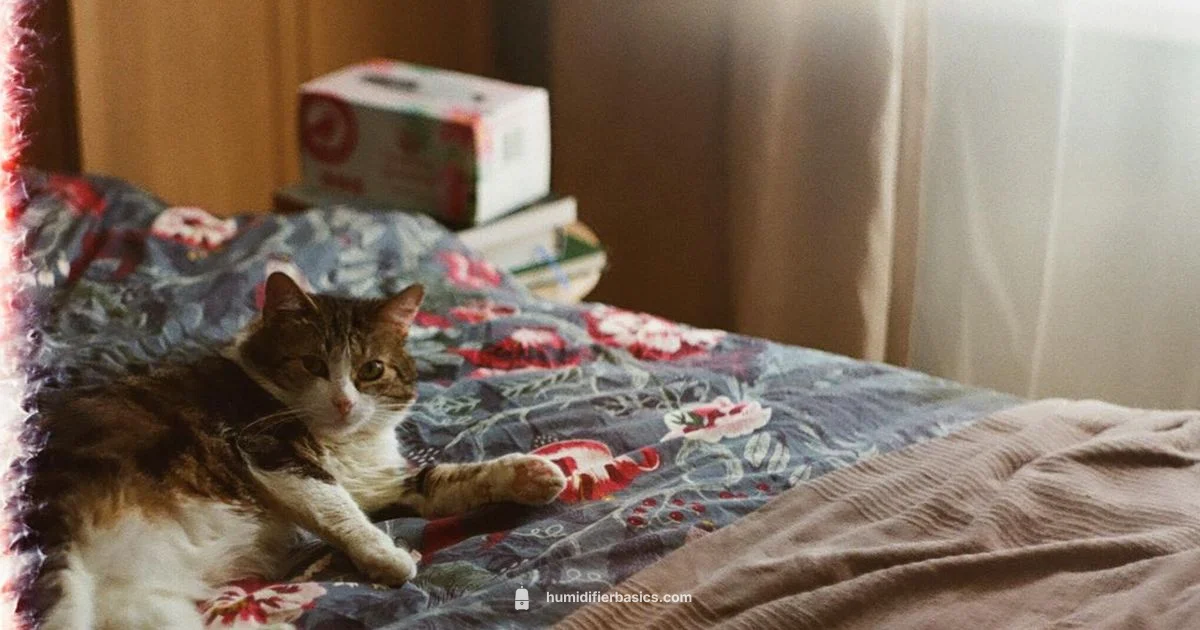 Cat Congestion Relief - HumidifierBasics