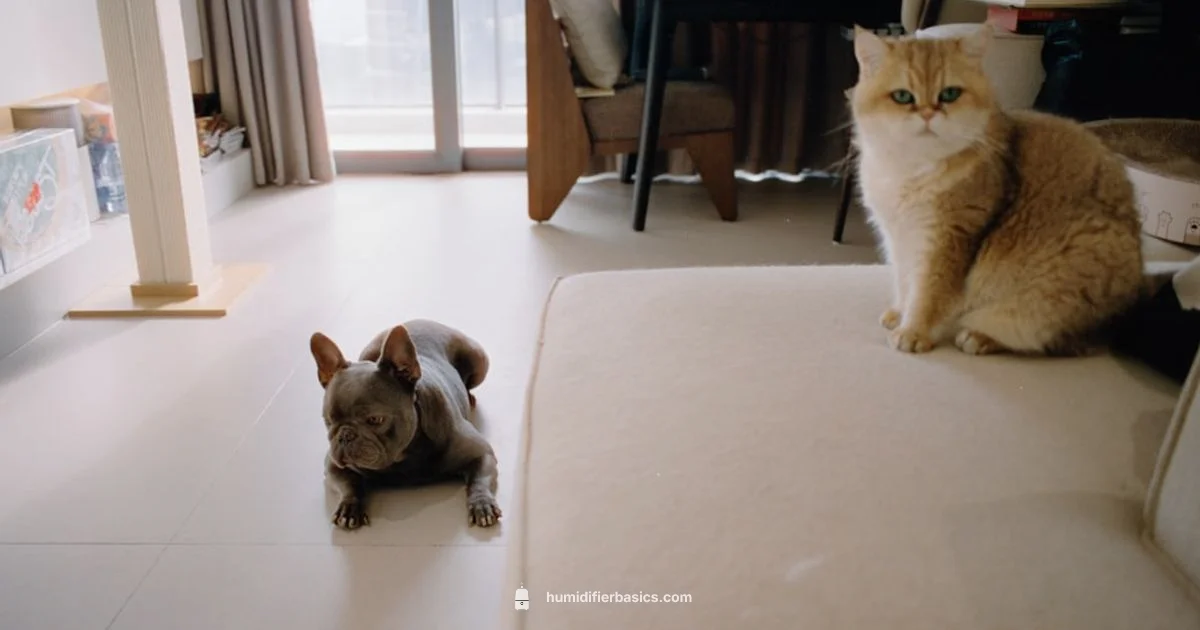 Cat-Safe Humidity - HumidifierBasics